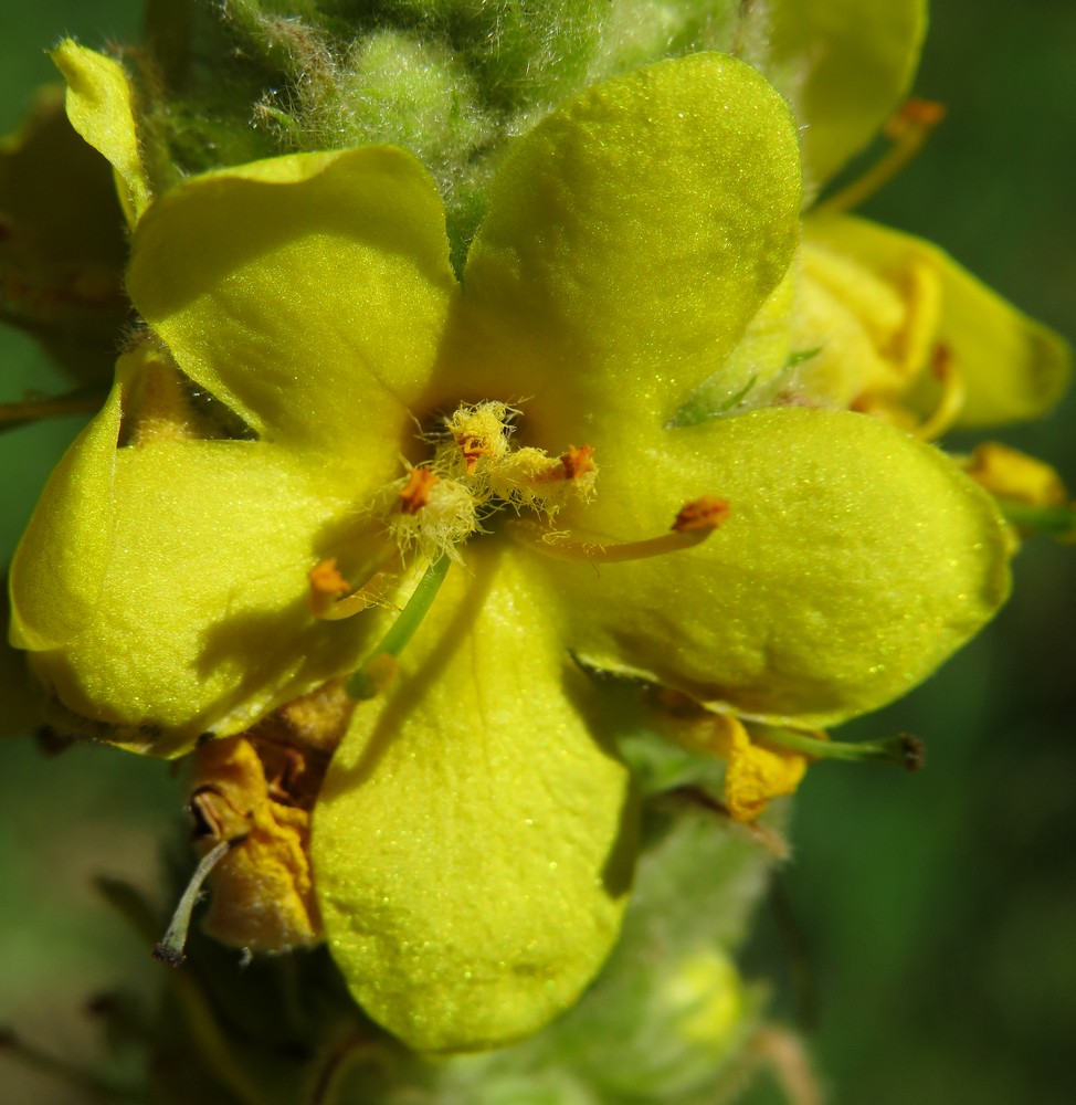 Изображение особи Verbascum thapsus.