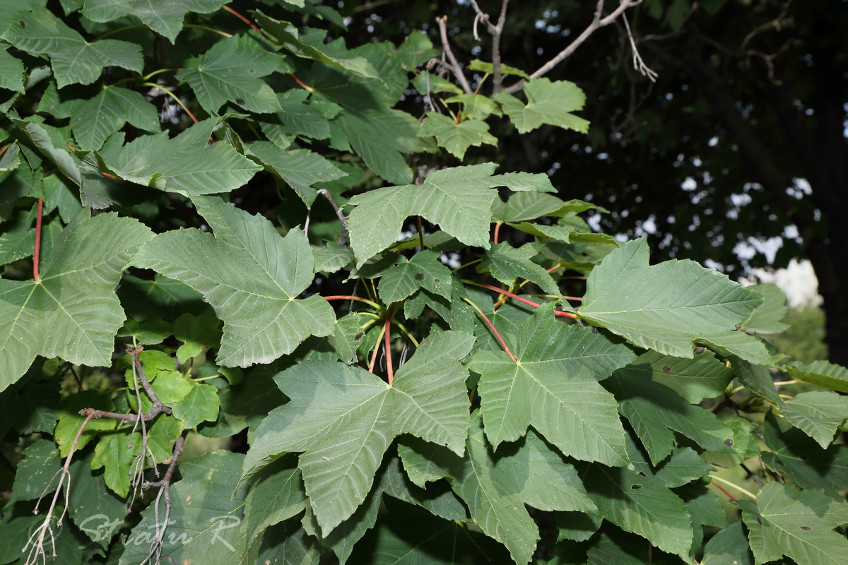 Image of Acer pseudoplatanus specimen.