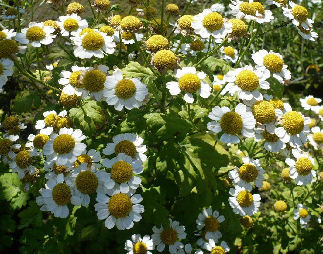 Image of Pyrethrum parthenium specimen.