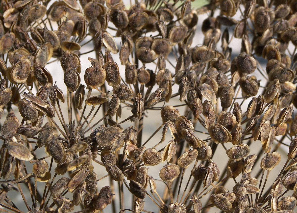 Image of genus Heracleum specimen.