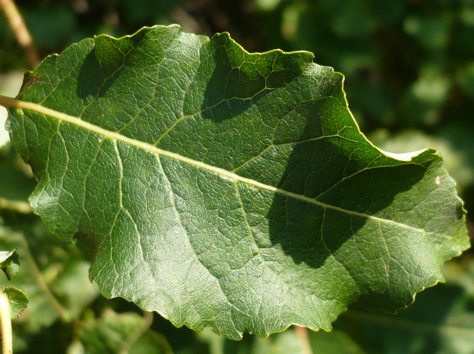 Изображение особи Salix pyrolifolia.