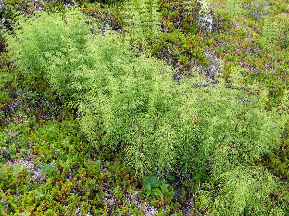 Изображение особи Equisetum sylvaticum.