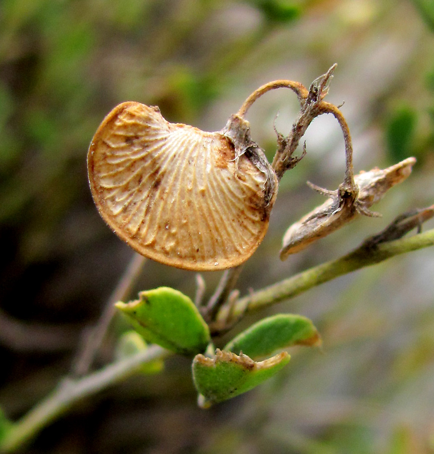 Изображение особи Melilotoides cretacea.