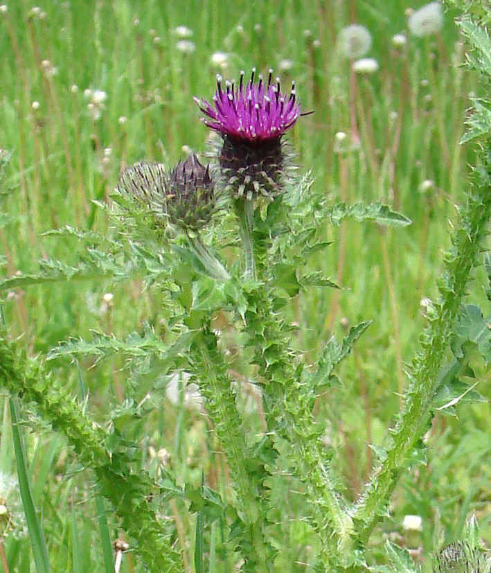 Изображение особи Carduus crispus.