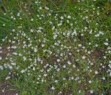 Stellaria graminea. Цветущее растение. Московская обл., Раменский р-н, окр. ж.-д. платформы Хрипань, залежь. 13.06.2014.