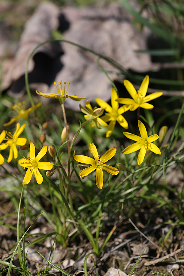 Image of genus Gagea specimen.