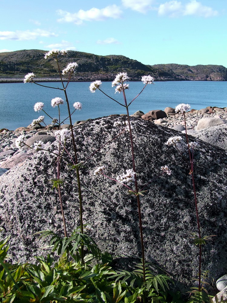 Image of Valeriana sambucifolia specimen.