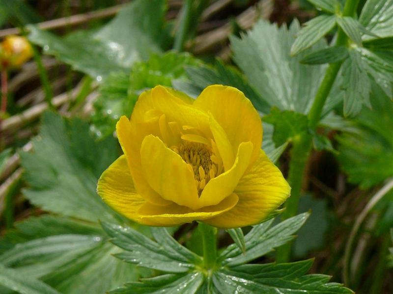 Изображение особи Trollius riederianus.