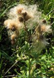 Cirsium setosum