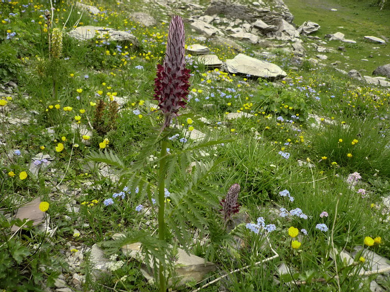 Image of Pedicularis atropurpurea specimen.