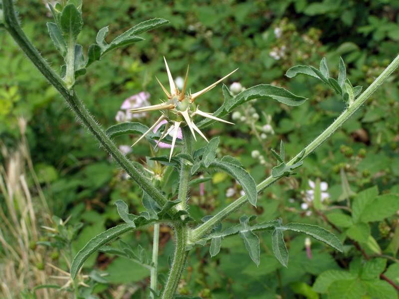 Image of Centaurea iberica specimen.