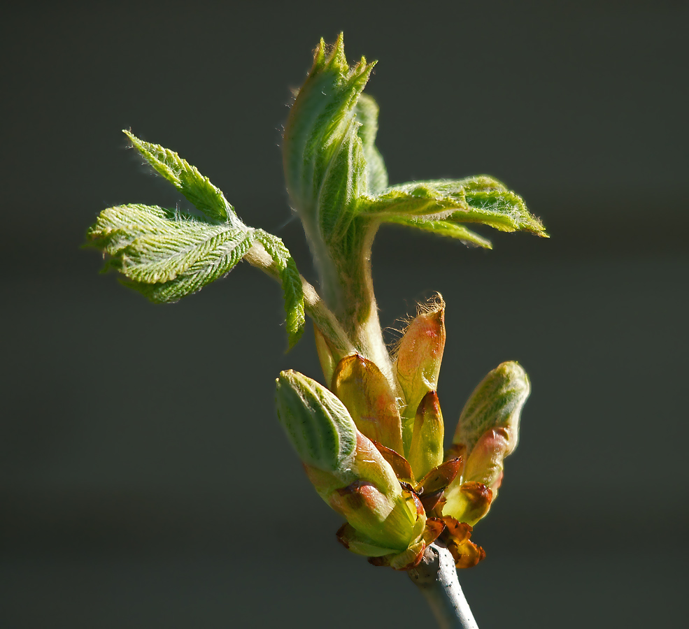 Image of Aesculus hippocastanum specimen.