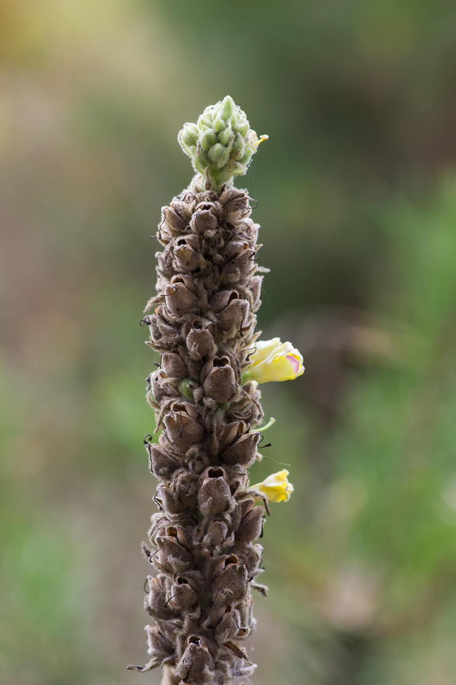 Image of Verbascum thapsus specimen.