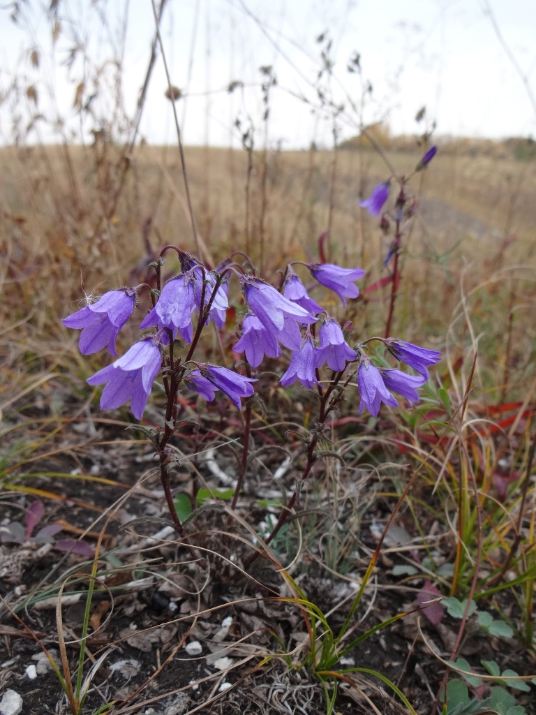 Image of Campanula sibirica specimen.