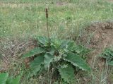 Verbascum nigrum