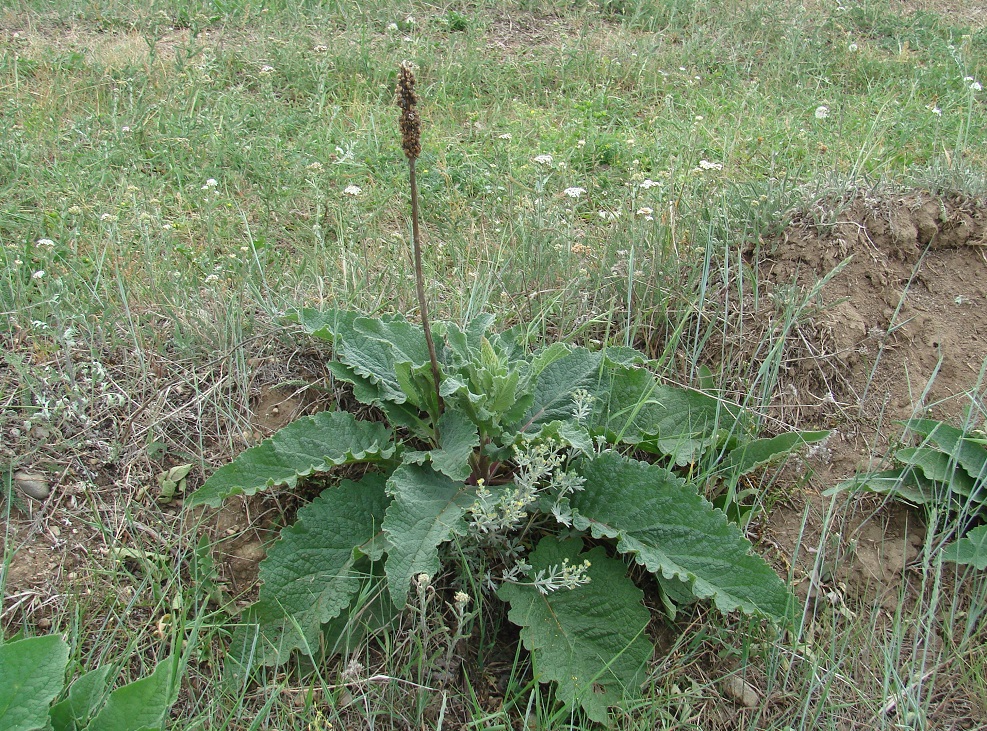 Image of Verbascum nigrum specimen.