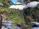 Смотреть изображение Chamaecyparis obtusa