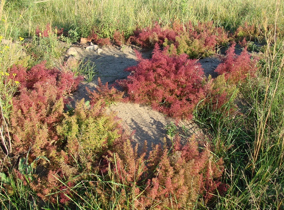 Изображение особи Teloxys aristata.