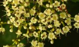 Смотреть изображение Viburnum sargentii