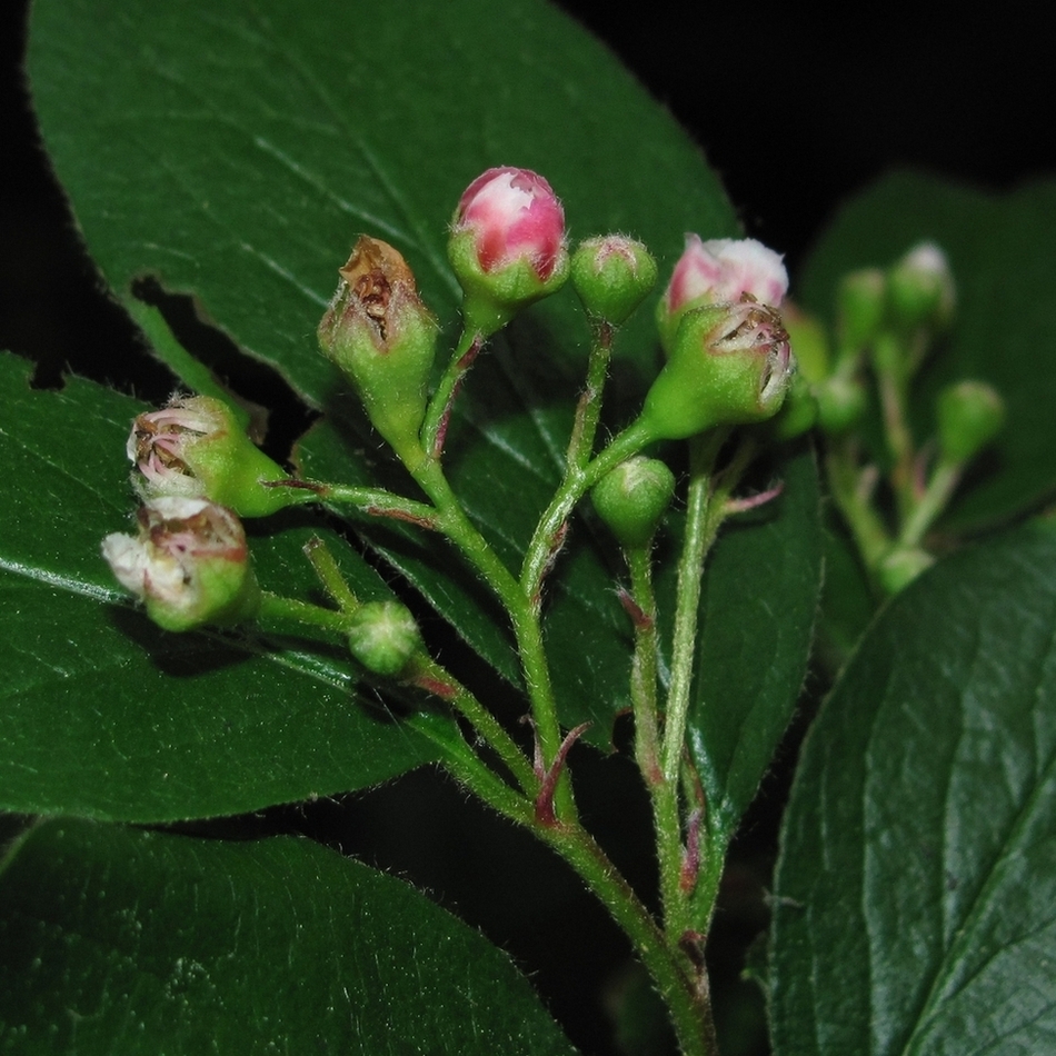 Изображение особи Cotoneaster lucidus.