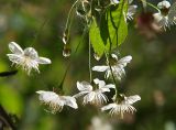 Cerasus vulgaris. Соцветие. Санкт-Петербург. 29.05.2009.