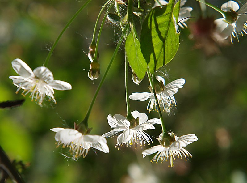 Image of Cerasus vulgaris specimen.