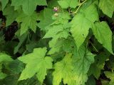 Rubus odoratus. Ветвь с соцветием. Санкт-Петербург. 16.09.2009.