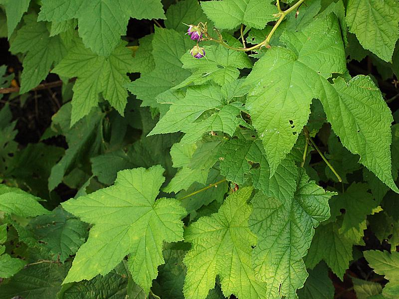 Изображение особи Rubus odoratus.