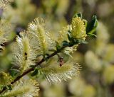 genus Salix