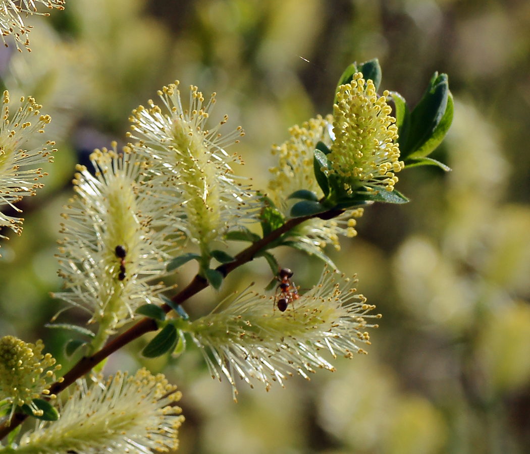 Image of genus Salix specimen.