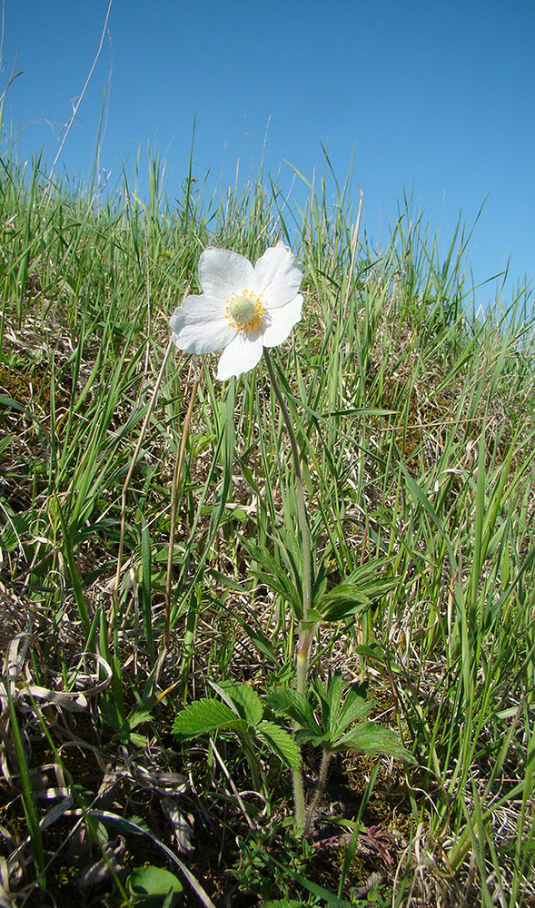 Изображение особи Anemone sylvestris.