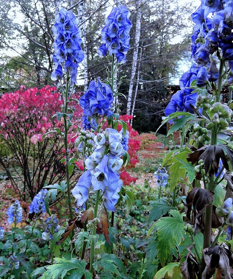 Изображение особи Aconitum bodinieri.