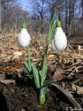 Galanthus plicatus