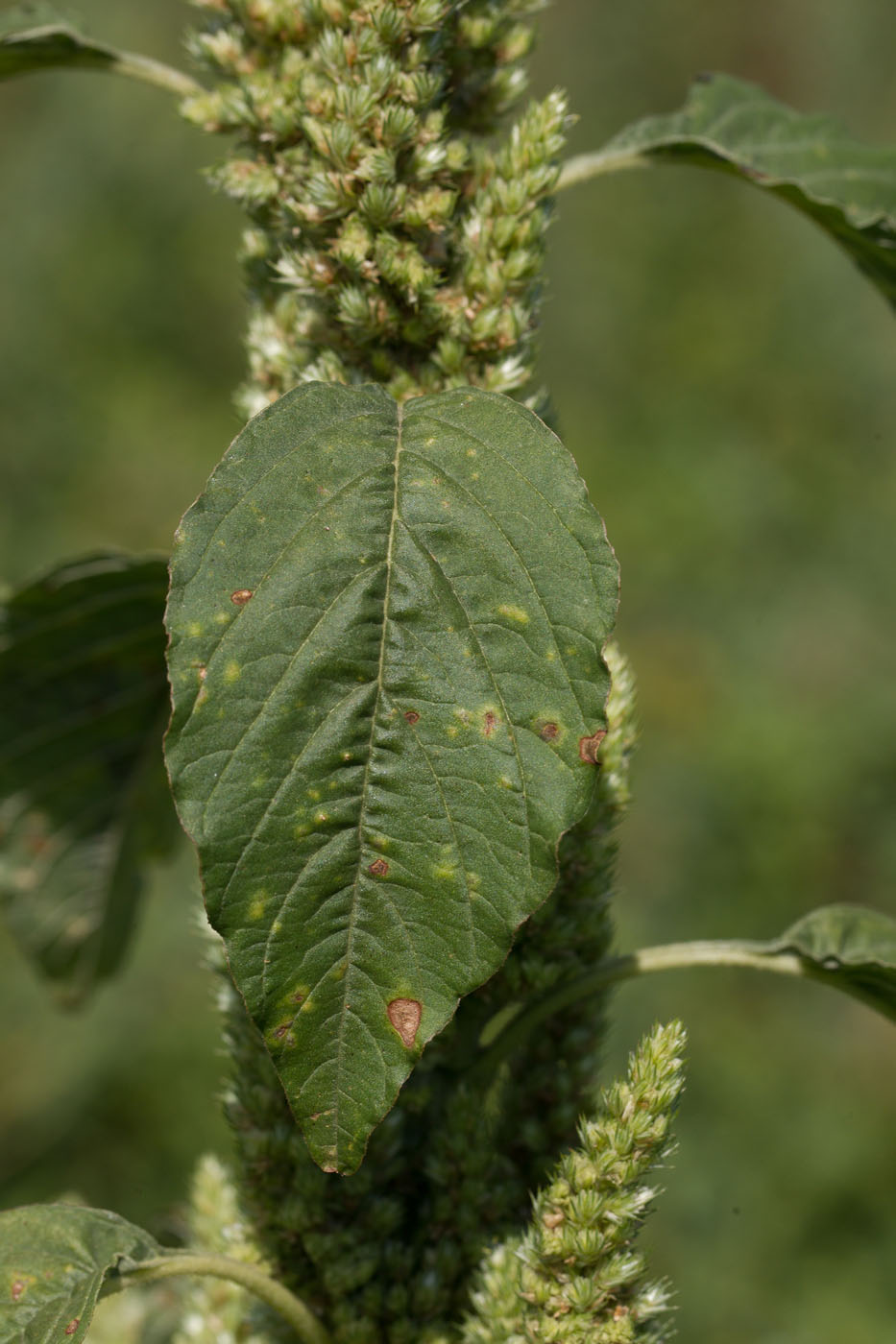 Image of Amaranthus retroflexus specimen.