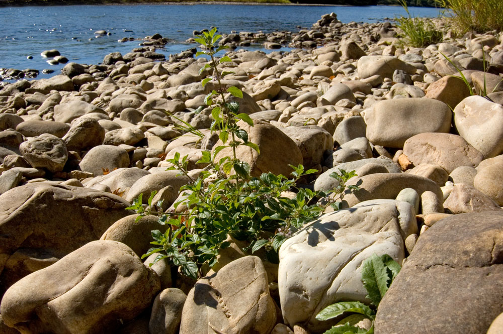 Image of Mentha arvensis specimen.