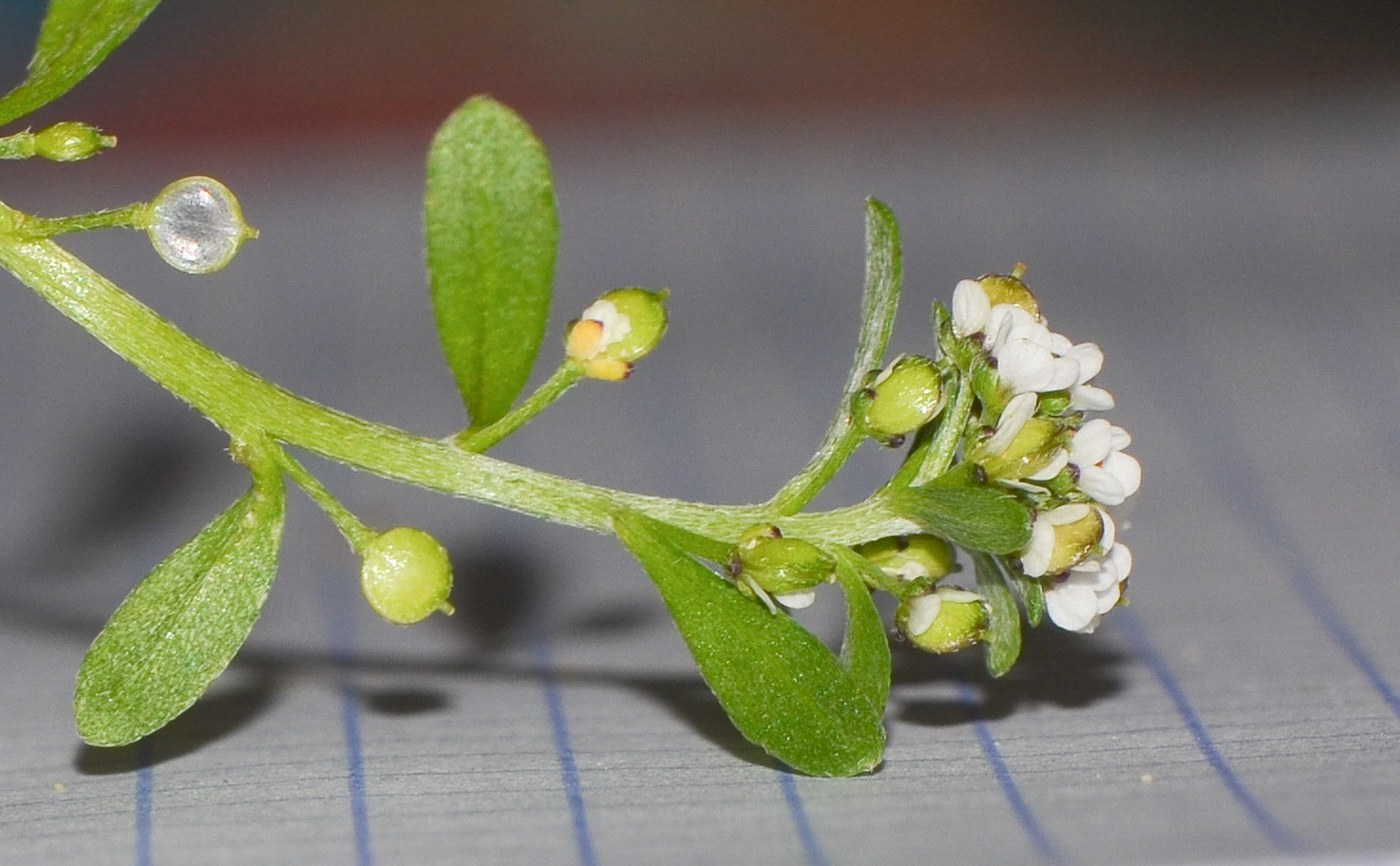 Изображение особи Lobularia arabica.