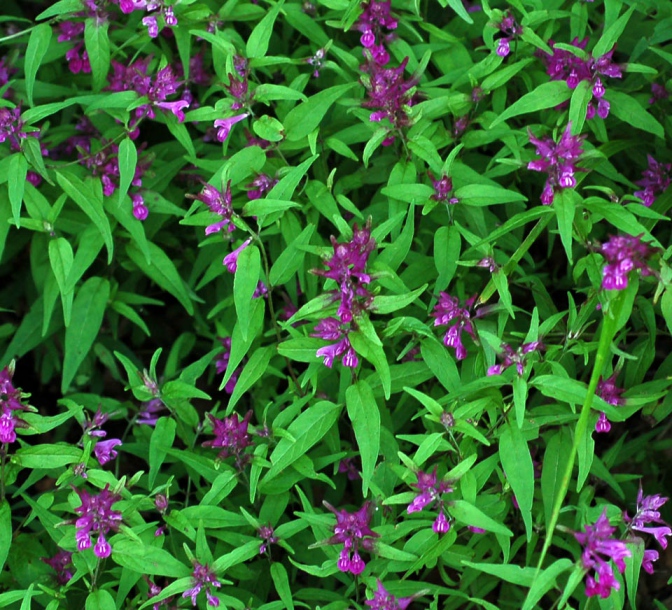 Image of Melampyrum setaceum specimen.