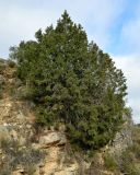 Juniperus phoenicea. Взрослое растение. Испания, Кастилия-Ла-Манча, окр. г. Куэнка, горный склон. Январь.