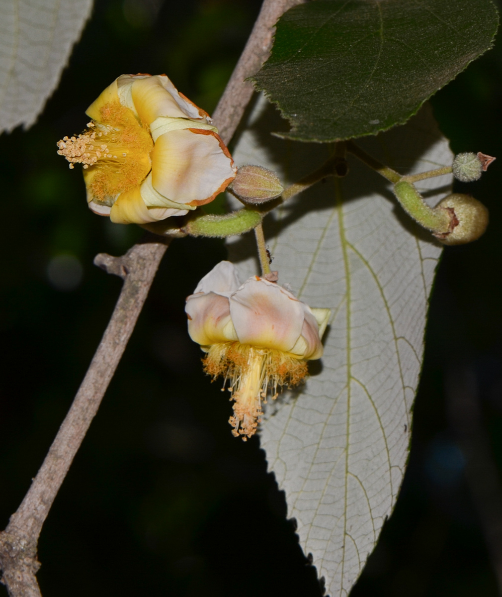 Image of Luehea divaricata specimen.