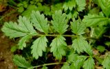 Potentilla supina