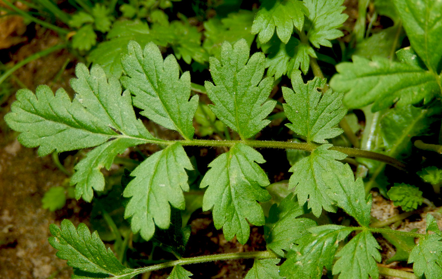 Image of Potentilla supina specimen.