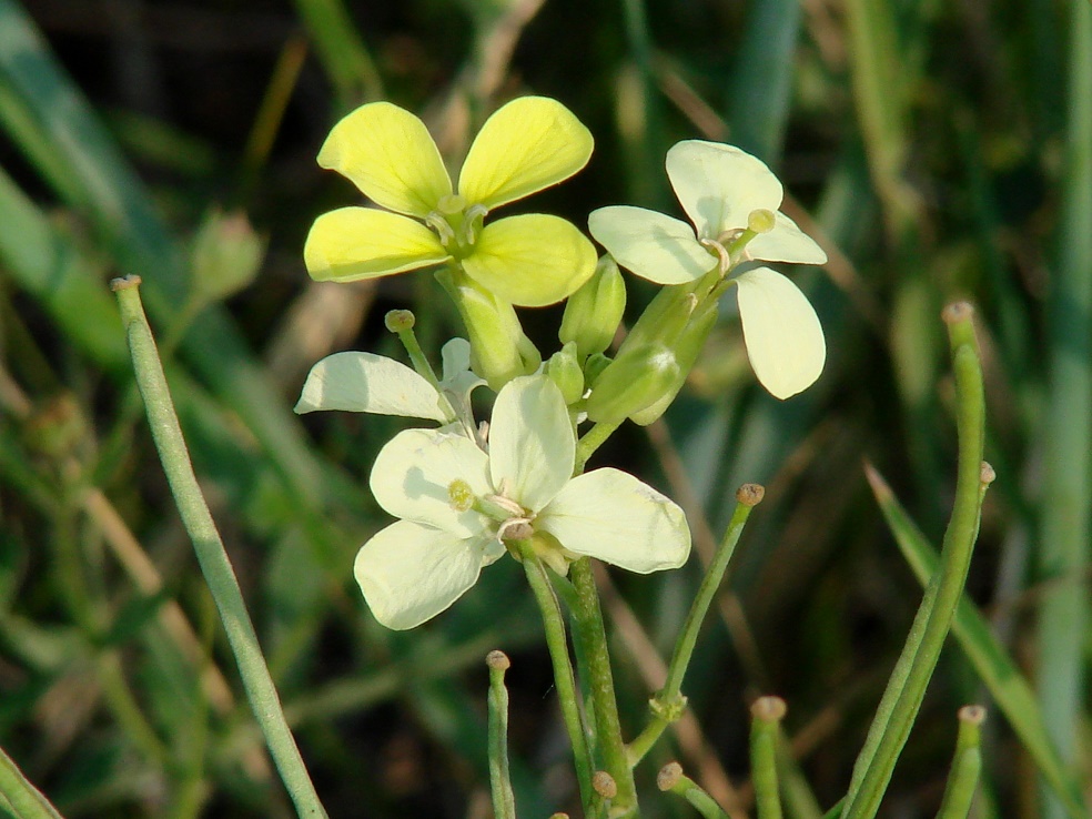 Image of Erysimum flavum specimen.