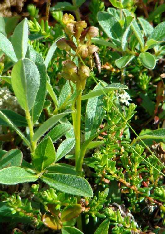 Изображение особи Dactylorhiza viridis.