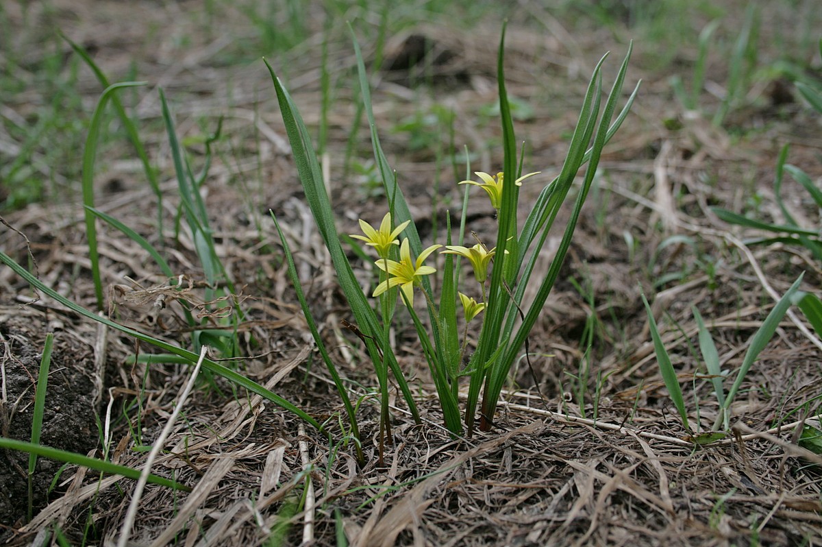 Image of genus Gagea specimen.