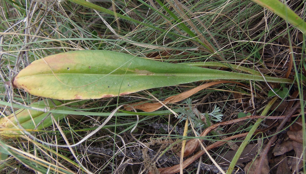 Image of Goniolimon tataricum specimen.