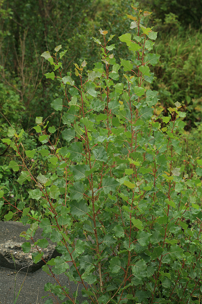 Image of Populus nigra specimen.