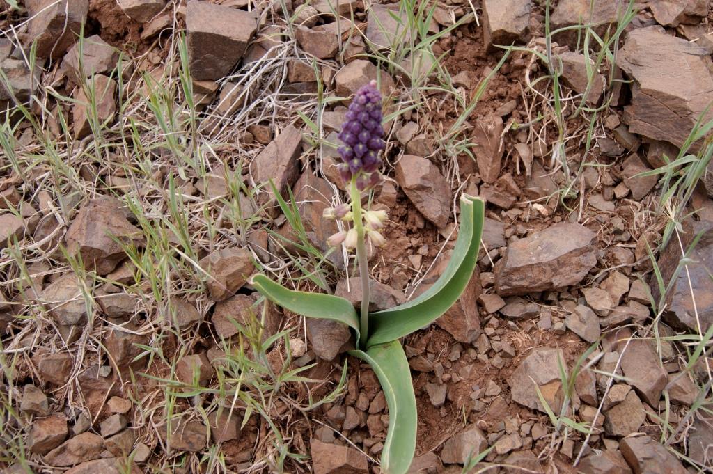 Изображение особи Leopoldia longipes.