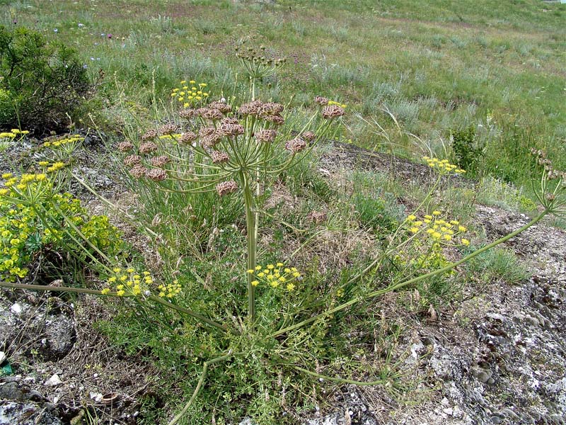 Image of Zosima absinthifolia specimen.