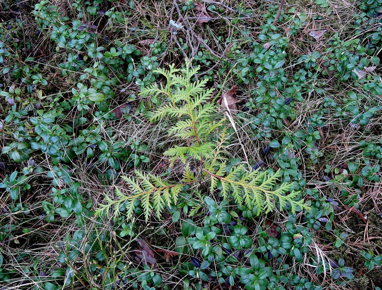 Image of Thuja occidentalis specimen.