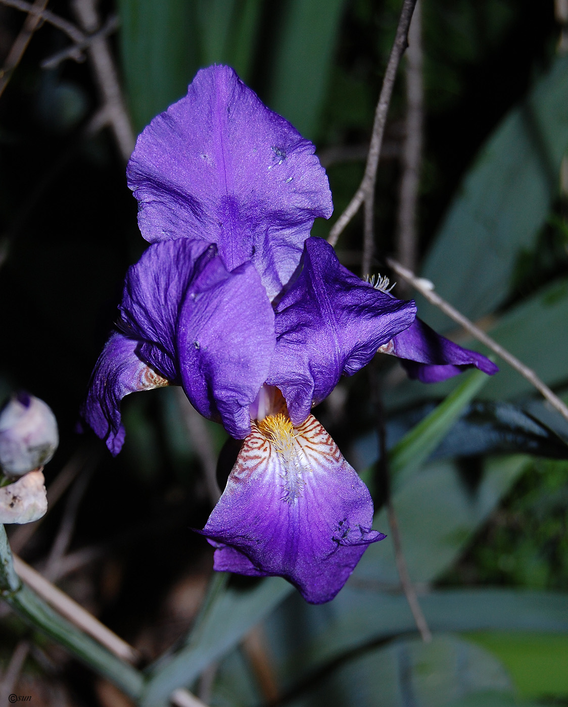 Image of Iris nyaradyana specimen.